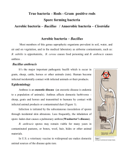 Rods - Gram positive rods Spore forming bacteria Aerobic bacteria