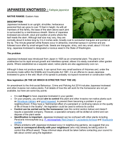 Japanese Knotweed