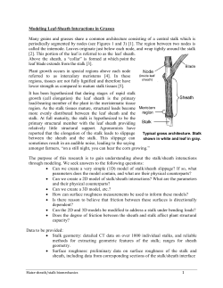 Modeling Leaf-Sheath Interactions in Grasses Many grains and
