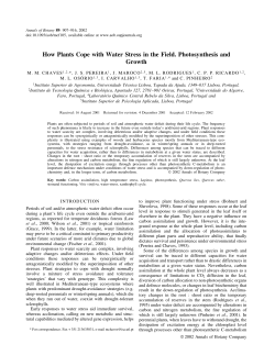 How Plants Cope with Water Stress in the Field. Photosynthesis and