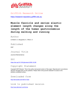 Muscle fascicle and series elastic element length changes along the