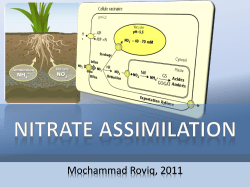Nitrate assimilation