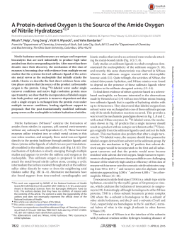 A Protein-derived Oxygen Is the Source of the Amide Oxygen of