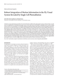 Robust Integration of Motion Information in the Fly Visual System