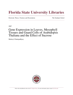 Gene Expression in Leaves, Mesophyll Tissues and Guard Cells of