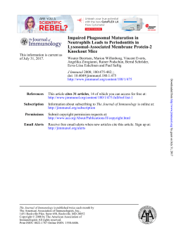 Knockout Mice Lysosomal-Associated Membrane Protein
