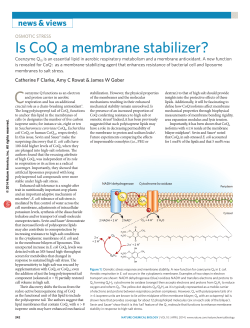 Osmotic stress: Is CoQ a membrane stabilizer?