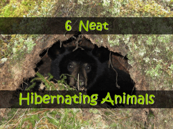 6 Neat Hibernating Animals