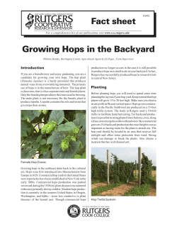 Growing Hops in the Backyard
