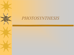photosynthesis - Brewton City Schools
