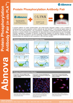 Protein Phosphorylation Antibody Pair