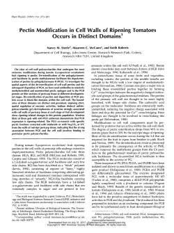 Pectin Modification in Cell Walls of Ripening Tomatoes Occurs in