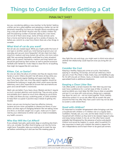 Things to Consider Before Getting a Cat