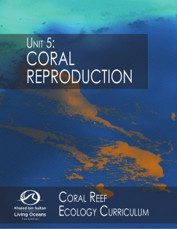 coral reproduction - Khaled bin Sultan Living Oceans Foundation