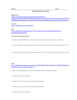 Name ______ Cell Respiration Activity Begin with http://www.ck12
