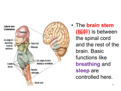 Introduction to the Brain