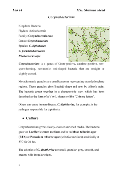 Corynebacterium