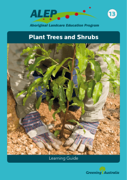 Plant Trees and Shrubs 13