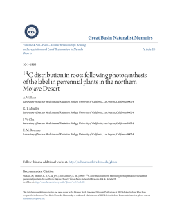14 C distribution in roots following photosynthesis of the label in