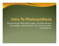 The process by which plants, algae, and some bacteria use sunlight