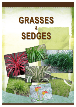 Plant Guide