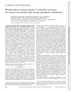Mitochondrial creatine kinase is critically necessary for normal