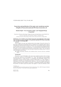 Expression and purification of the major outer membrane protein