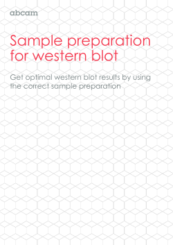 Sample preparation for western blot