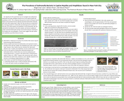 The Prevalence of Salmonella Bacteria in Captive Reptiles and
