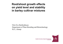 Root/shoot growth effects on yield level and stability on yield