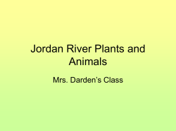 Jordan River Plants and Animals