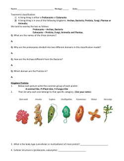PROTIST AND FUNGI WORKSHEET Name
