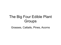 Plants