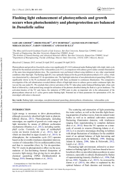Flashing light enhancement of photosynthesis and growth occurs