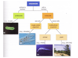 Prokaryotes vs. Eukaryotes