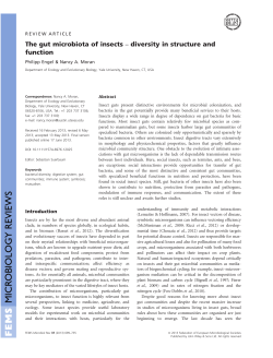 The gut microbiota of insects diversity in structure and function