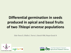 Differential germination in seeds produced in apical and basal fruits