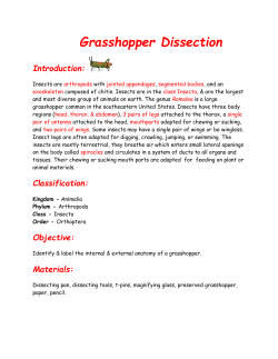 Grasshopper Head (Label ALL parts.)