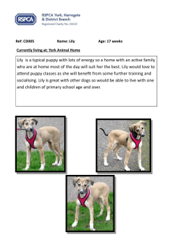 Lily is a typical puppy with lots of energy so a home
