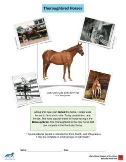Thoroughbred Horses - International Museum of the Horse