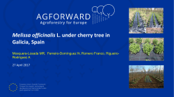 the ppt &ldquo;Melissa officinalis L.&rdquo;