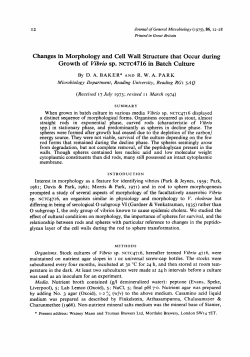 Changes in Morphology and Cell Wall Structure that Occur during