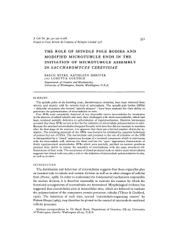 the role of spindle pole bodies and modified microtubule ends in the