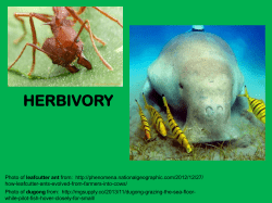 Plant Defense Theory