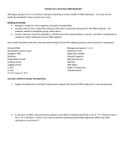 DNA Replication Activity