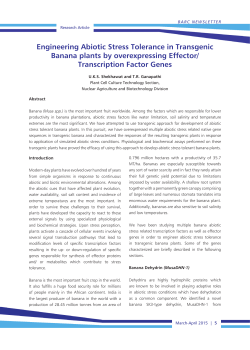 Engineering Abiotic Stress Tolerance in Transgenic Banana