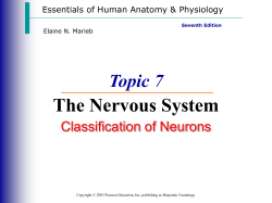 T7 Nervous System- Functional clasification of neurons