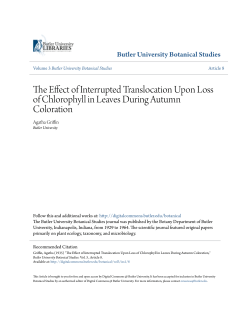 The Effect of Interrupted Translocation Upon Loss of Chlorophyll in