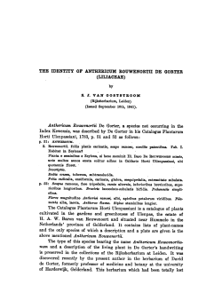 (Liliaceae) this species bearing the name description living plant