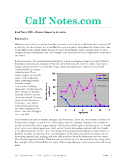 Rumen bacteria in calves